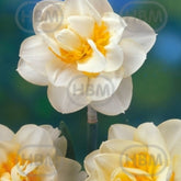 Hectarul - Bulbi de narcise Manly, 5 bulbi